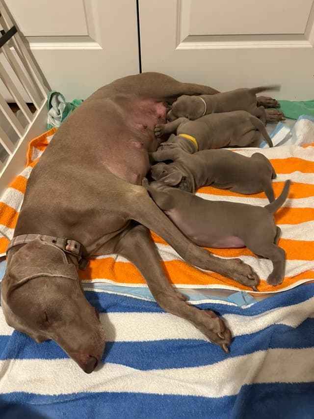 Weimaraner Puppies UK/USA media 8