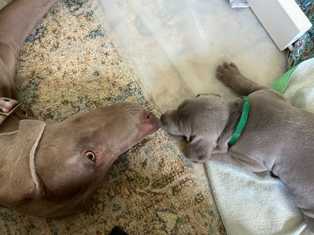 Weimaraner Puppies UK/USA media 9