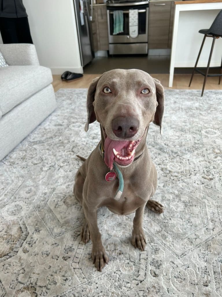 Weimaraner Puppies UK/USA breeder image 2