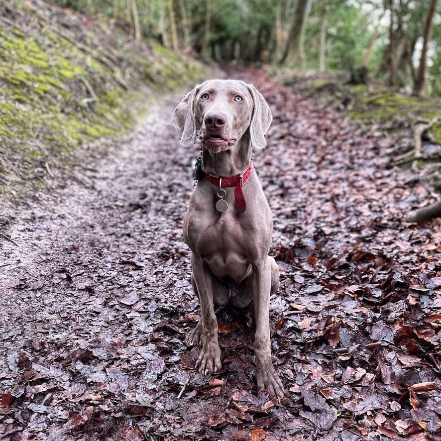 Weimaraner Puppies UK/USA breeder image 3