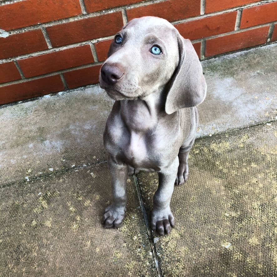 Weimaraner Puppies UK/USA breeder image 6