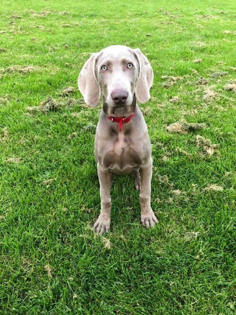 Weimaraner Puppies UK/USA breeder image 7