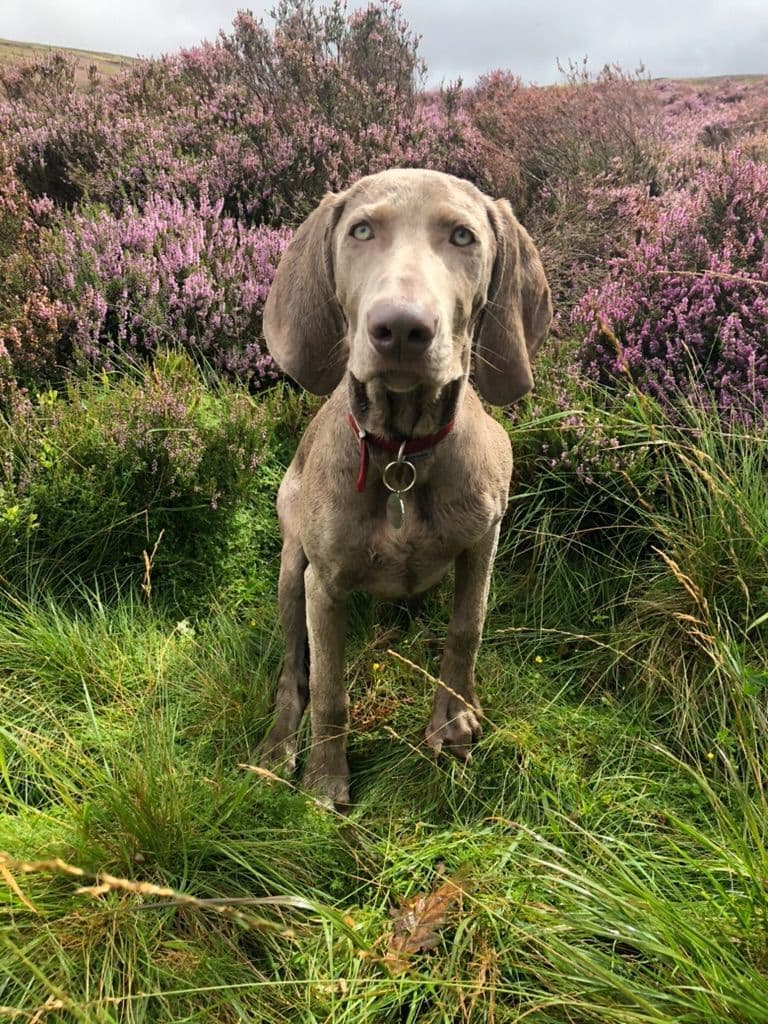 Weimaraner Puppies UK/USA breeder image 8