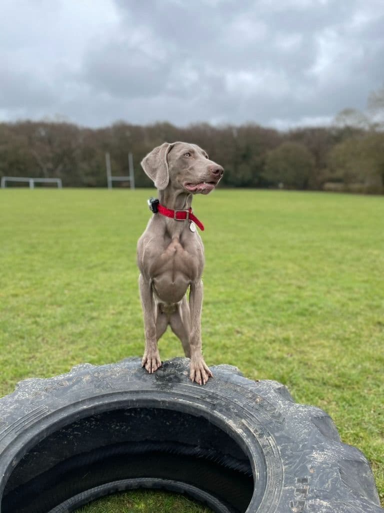 Weimaraner Puppies UK/USA breeder image 11