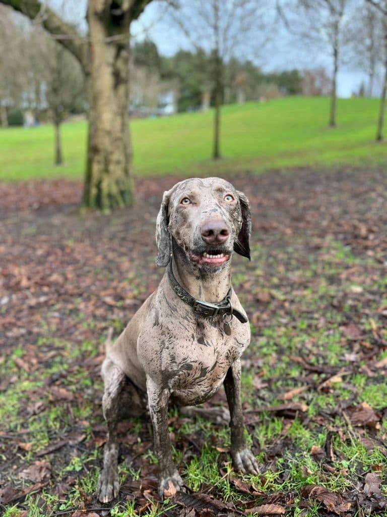 Weimaraner Puppies UK/USA breeder image 12
