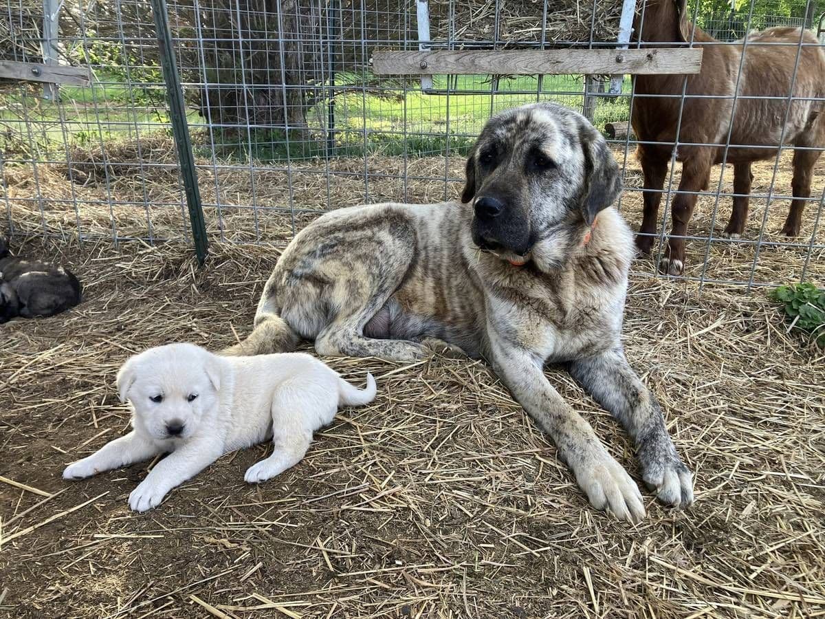 Anatolian Shepherd Puppies breeder image 1