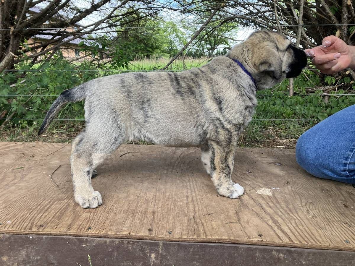 Anatolian Shepherd Puppies breeder image 3