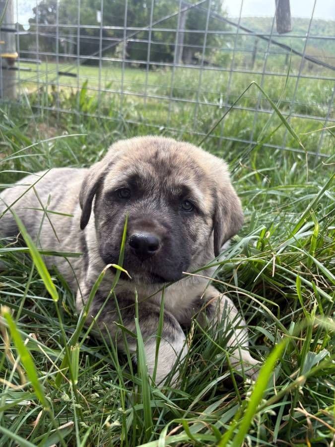 Anatolian Shepherd Puppies breeder image 4