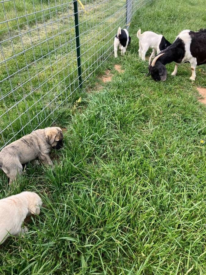 Anatolian Shepherd Puppies breeder image 5