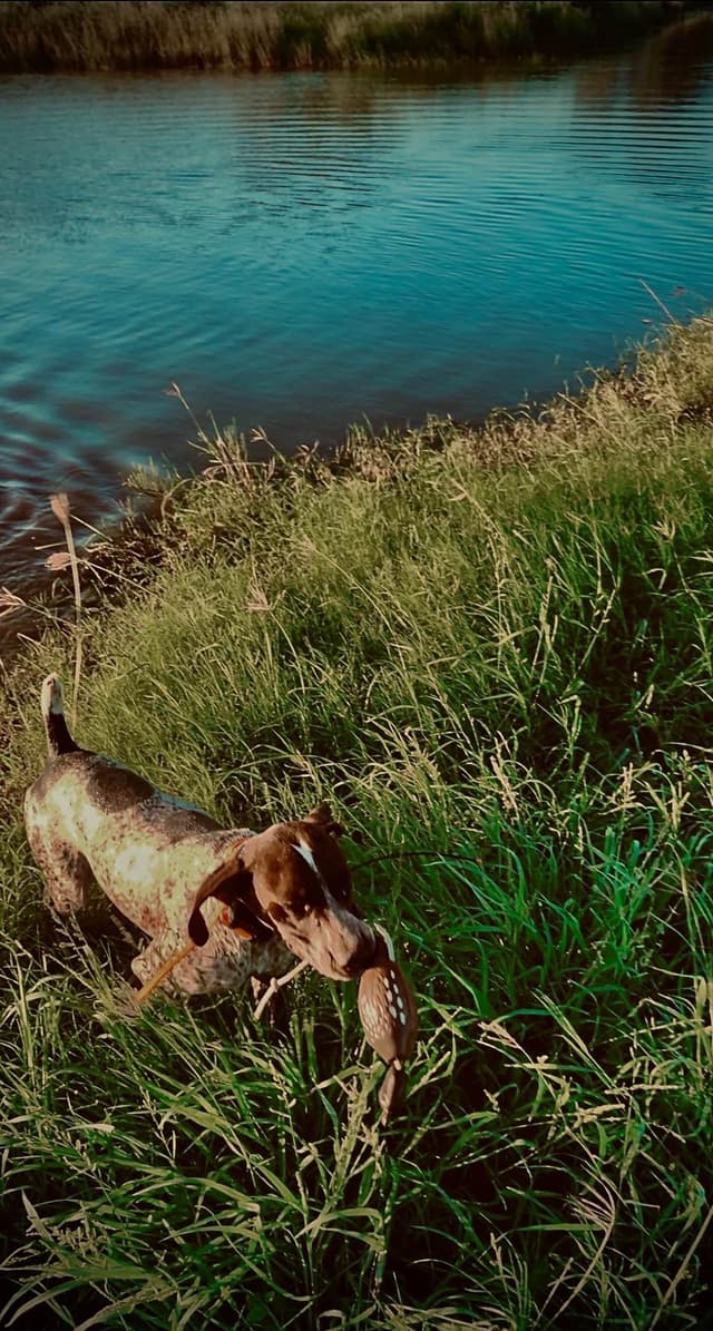 German Shorthaired Pointer Puppies media 2