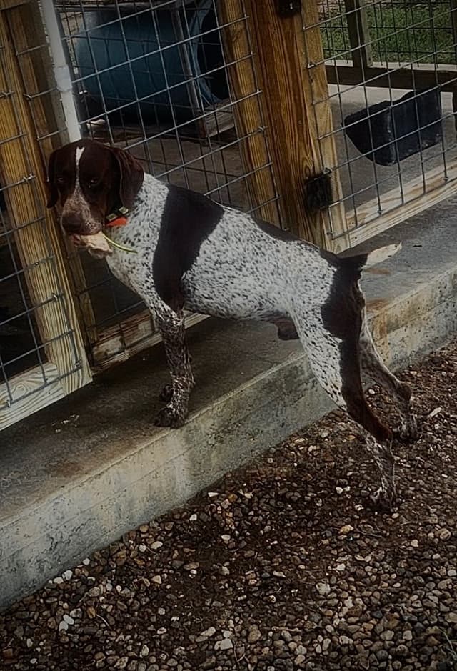 German Shorthaired Pointer Puppies media 3