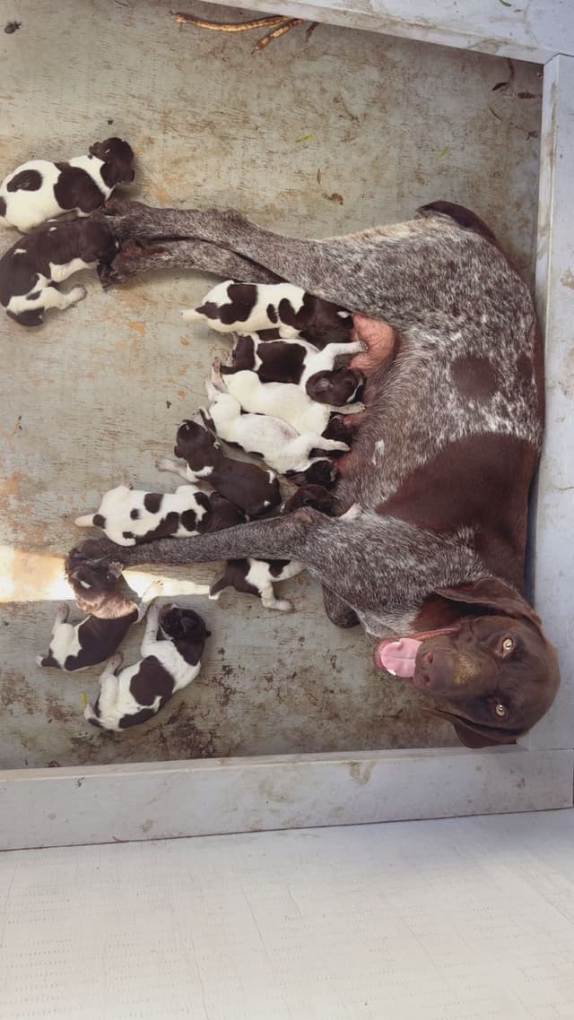 German Shorthaired Pointer Puppies media 5