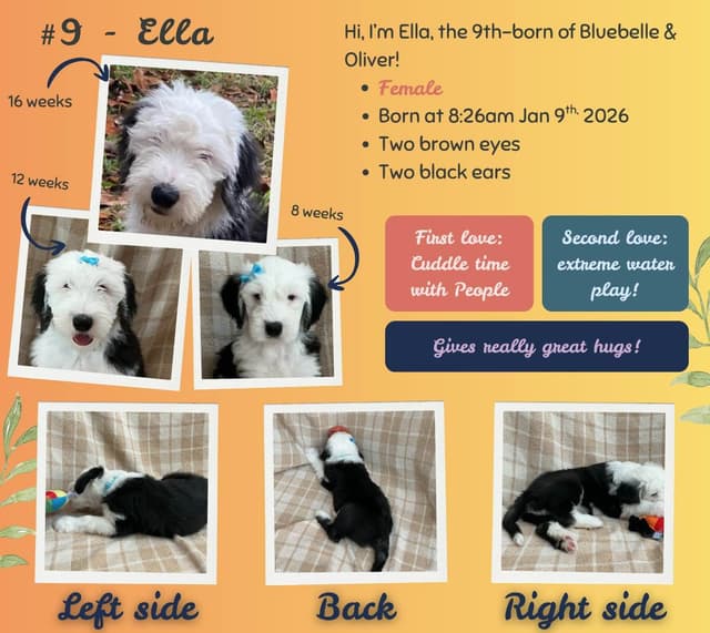 Old English Sheepdog Puppies from (and with their) Waggy Shaggy Tails media 4