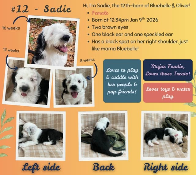 Old English Sheepdog Puppies from (and with their) Waggy Shaggy Tails media 6
