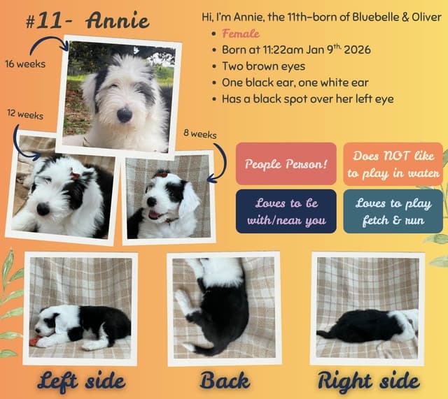 Old English Sheepdog Puppies from (and with their) Waggy Shaggy Tails media 5