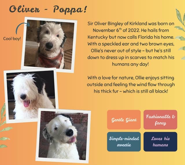 Old English Sheepdog Puppies from (and with their) Waggy Shaggy Tails media 8