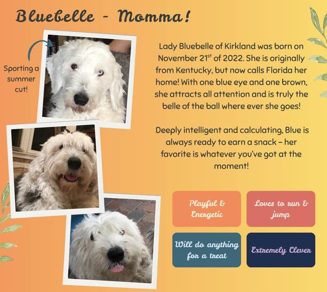 Old English Sheepdog Puppies from (and with their) Waggy Shaggy Tails media 7