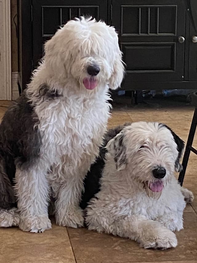 Old English Sheepdog Puppies from (and with their) Waggy Shaggy Tails media 9