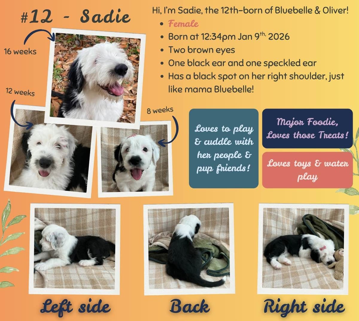 Old English Sheepdog Puppies from (and with their) Waggy Shaggy Tails breeder image 6