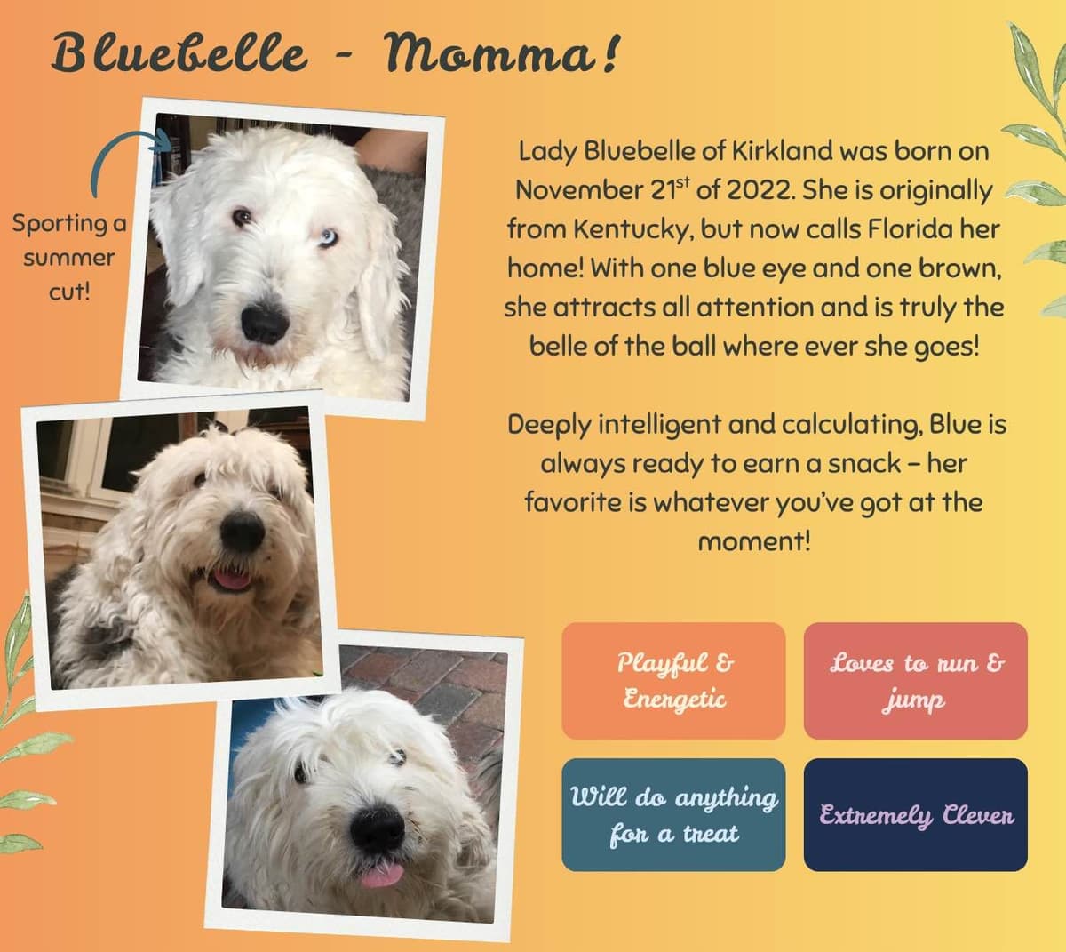 Old English Sheepdog Puppies from (and with their) Waggy Shaggy Tails breeder image 7