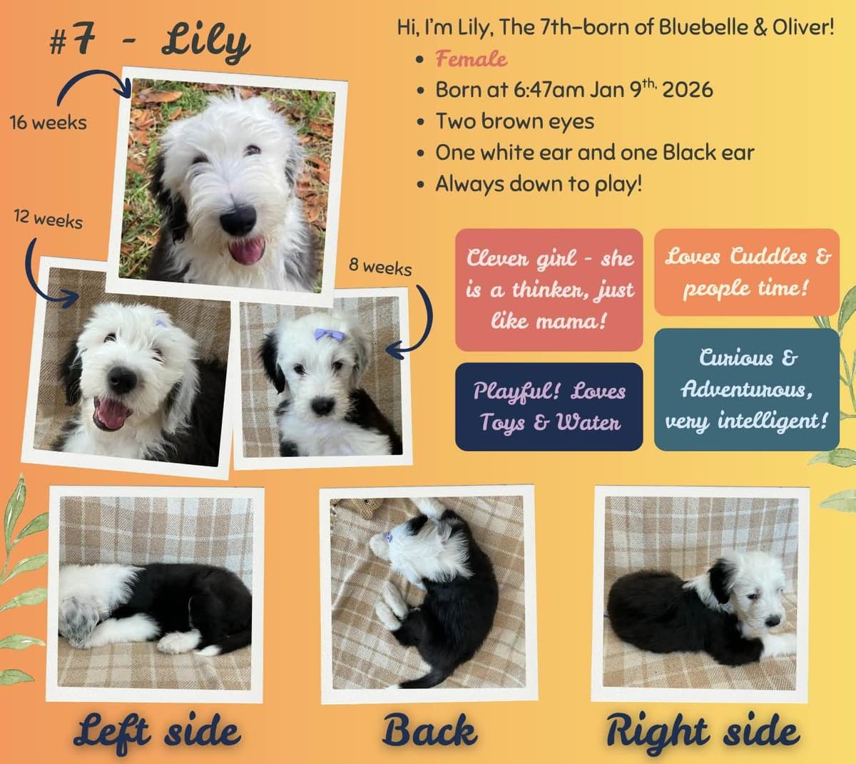 Old English Sheepdog Puppies from (and with their) Waggy Shaggy Tails breeder image 3
