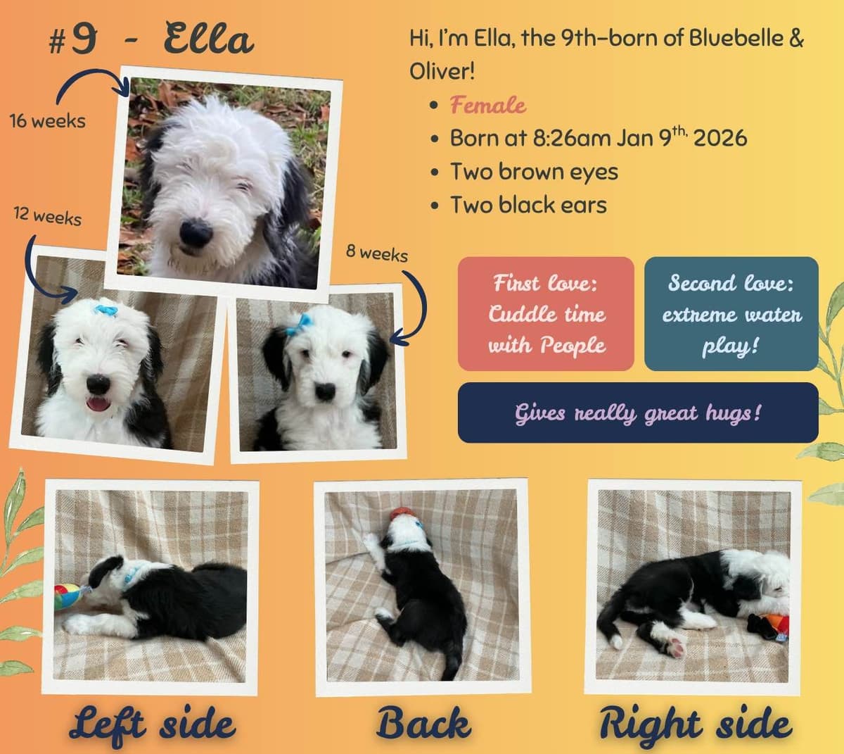 Old English Sheepdog Puppies from (and with their) Waggy Shaggy Tails breeder image 4