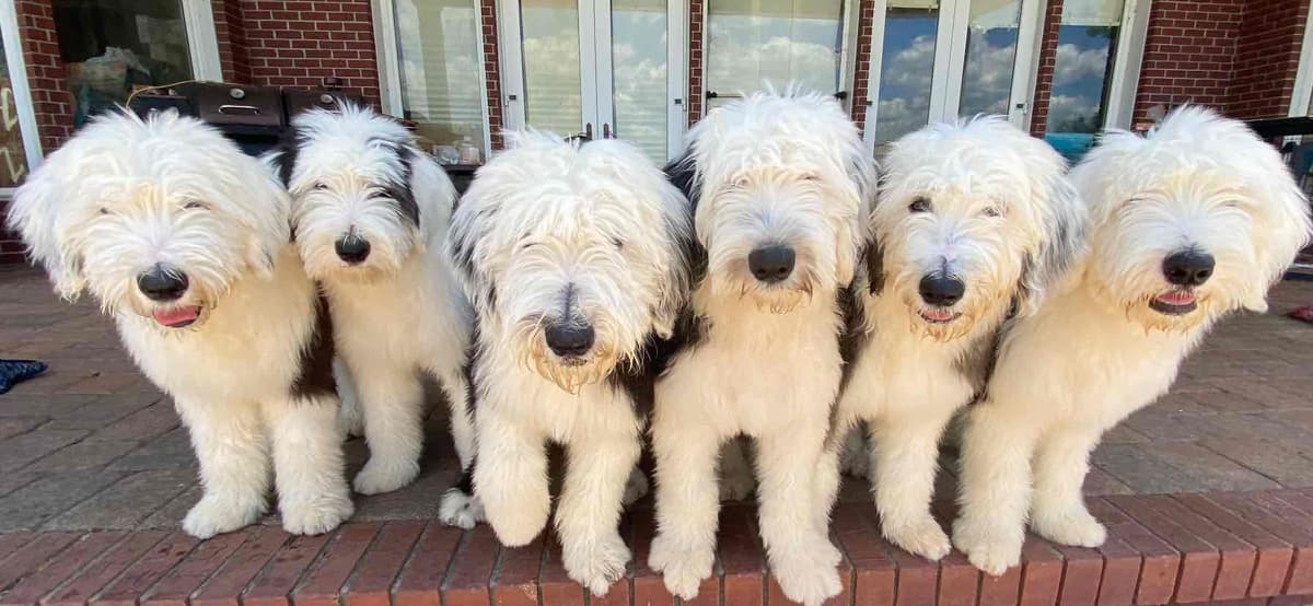 Old English Sheepdog Puppies from (and with their) Waggy Shaggy Tails breeder image 2