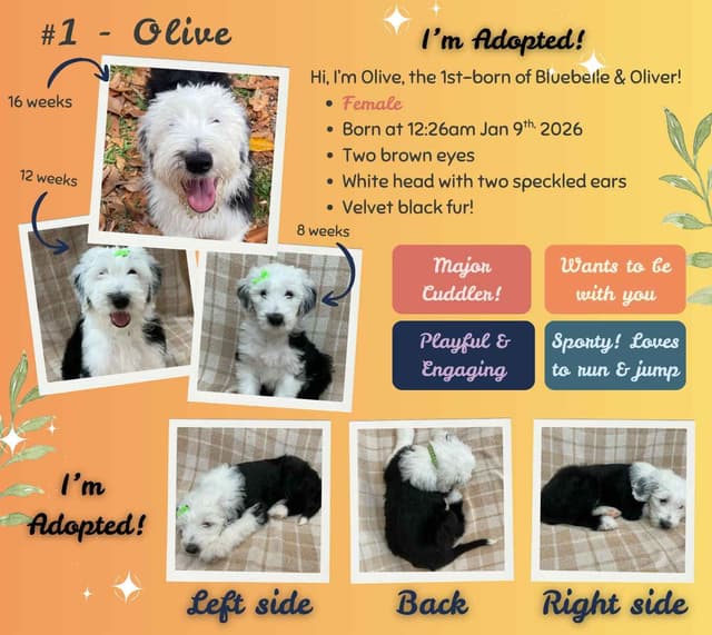 Old English Sheepdog Puppies from (and with their) Waggy Shaggy Tails media 11