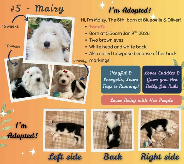 Old English Sheepdog Puppies from (and with their) Waggy Shaggy Tails media 10