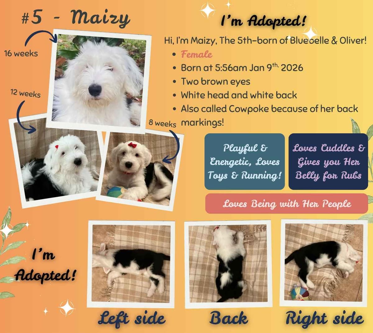 Old English Sheepdog Puppies from (and with their) Waggy Shaggy Tails breeder image 10