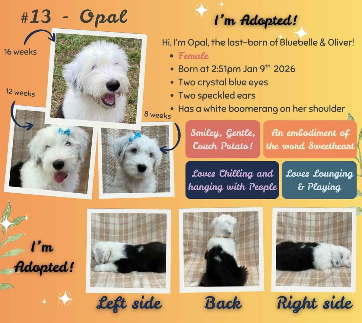 Old English Sheepdog Puppies from (and with their) Waggy Shaggy Tails breeder image 11