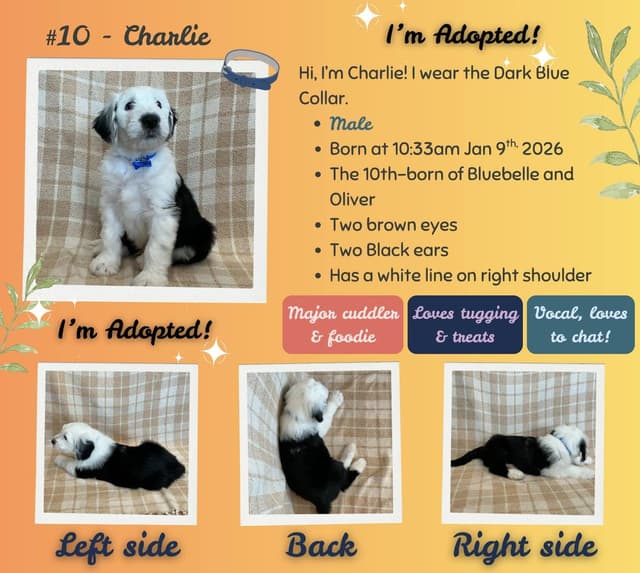 Old English Sheepdog Puppies from (and with their) Waggy Shaggy Tails media 14