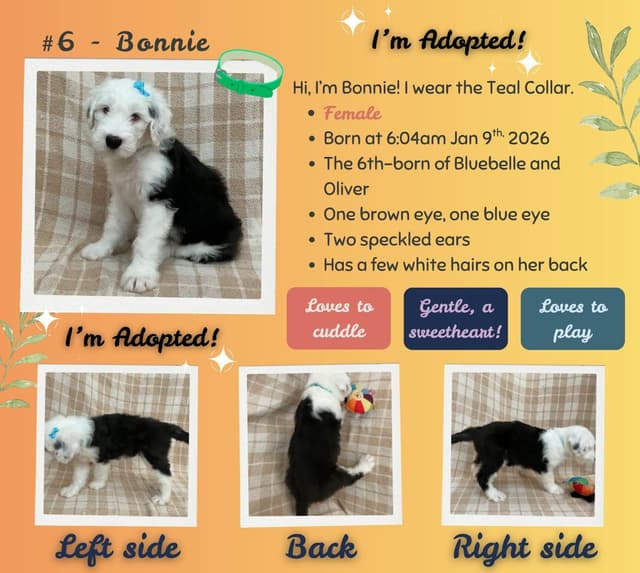 Old English Sheepdog Puppies from (and with their) Waggy Shaggy Tails media 17