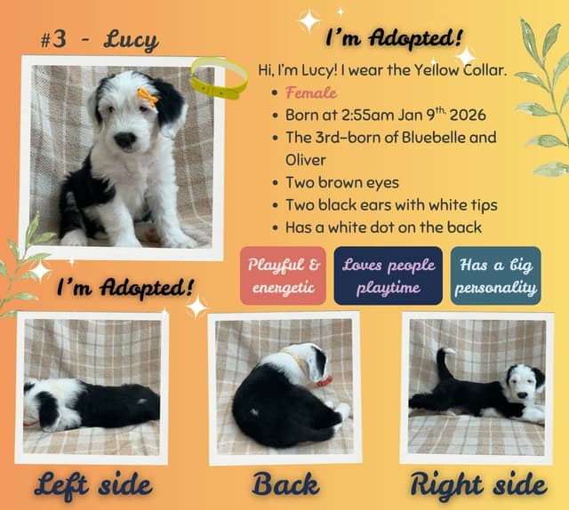 Old English Sheepdog Puppies from (and with their) Waggy Shaggy Tails media 15