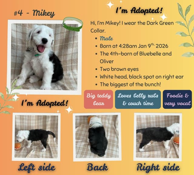 Old English Sheepdog Puppies from (and with their) Waggy Shaggy Tails media 16