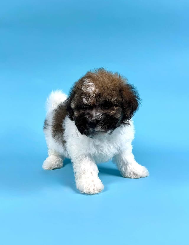 Havanese Puppies media 2