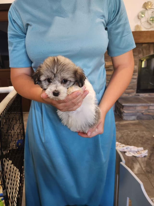 Havanese Puppies media 2