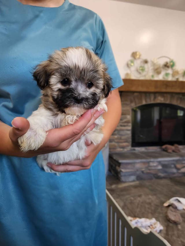 Havanese Puppies media 3