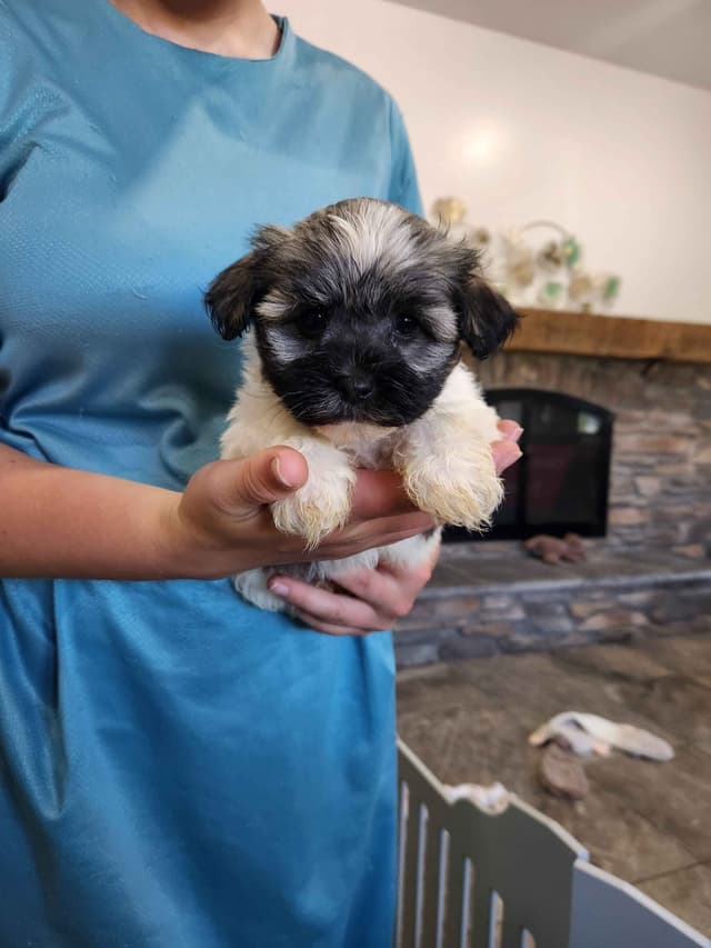 Havanese Puppies media 4