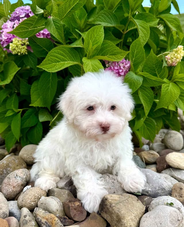 Havanese Puppies media 2