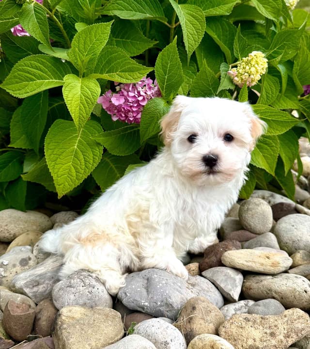 Havanese Puppies media 3