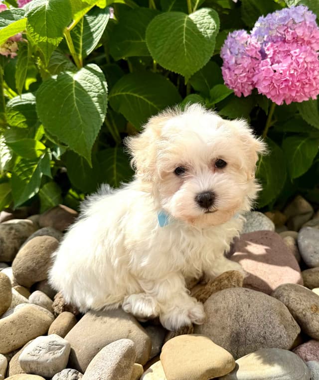 Havanese Puppies media 4