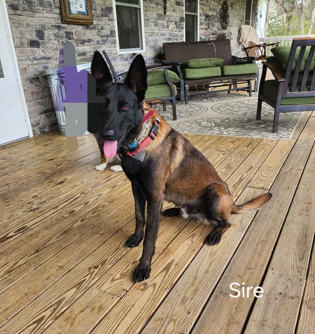Belgian Malinois Puppy media 2