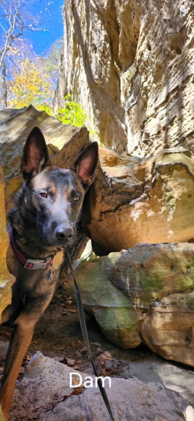 Belgian Malinois Puppy media 3