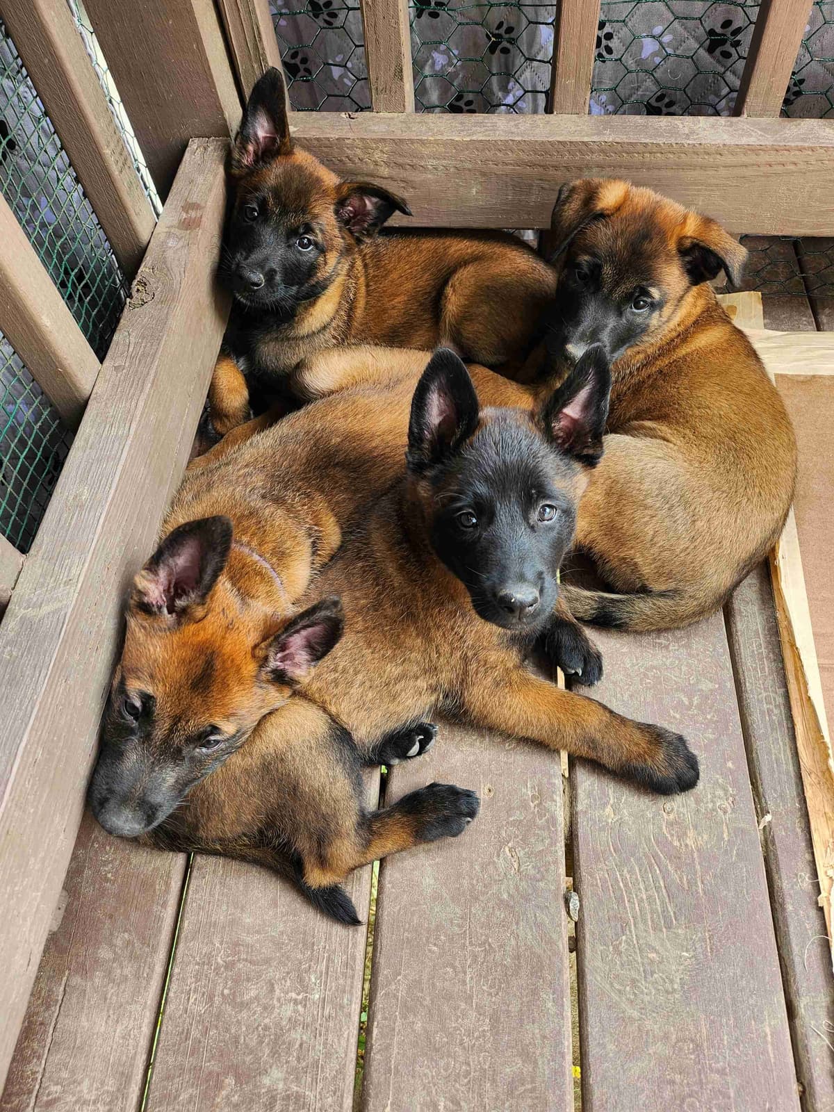Belgian Malinois Puppy breeder image 4