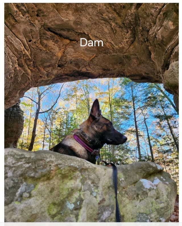 Belgian Malinois Puppy media 4