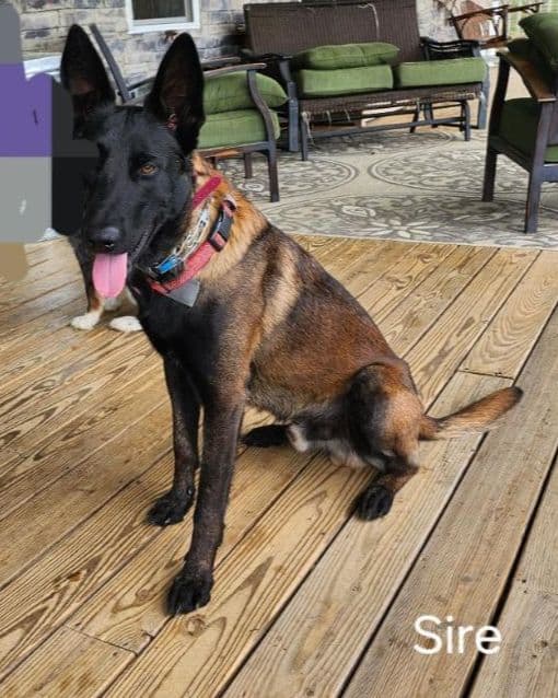 Belgian Malinois Puppy breeder image 3