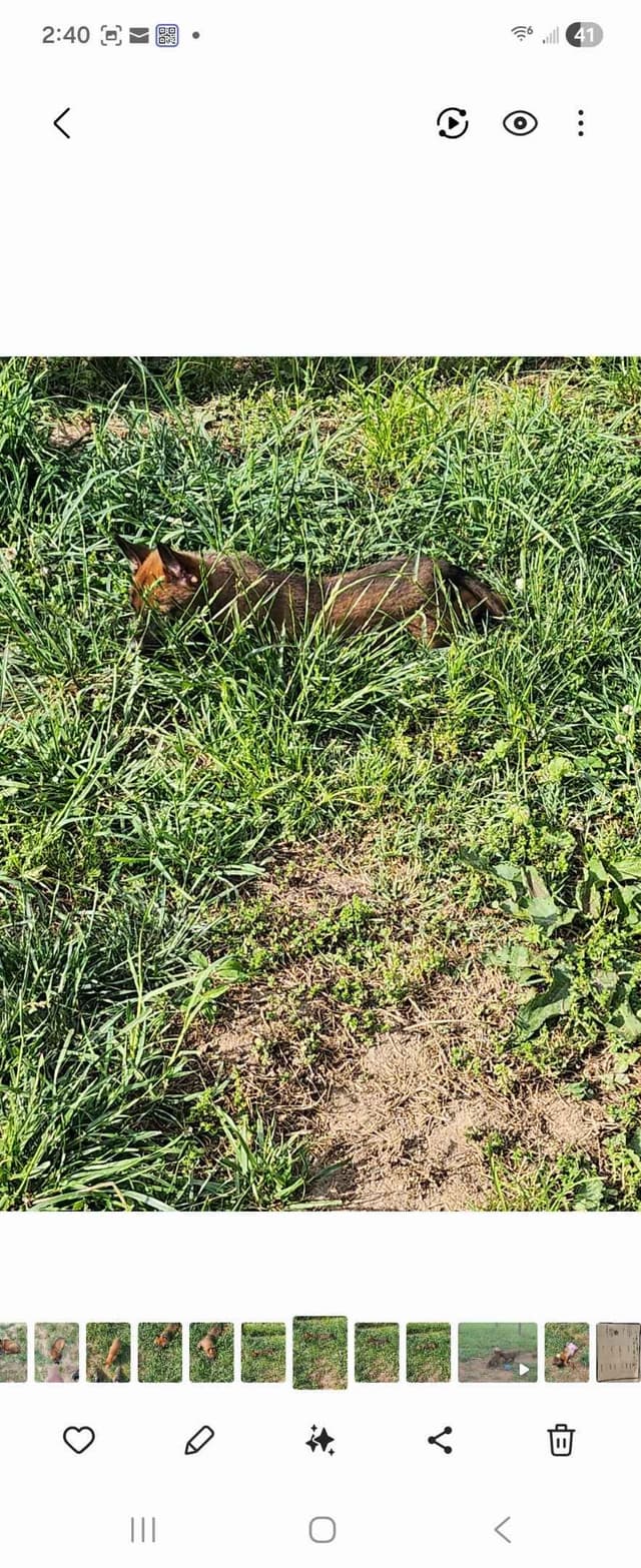 Belgian Malinois Puppy media 5