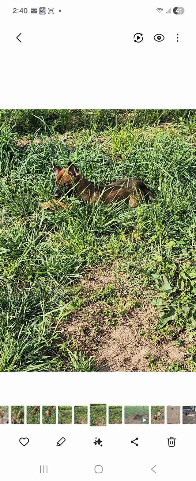 Belgian Malinois Puppy media 6
