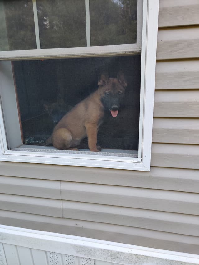 Belgian Malinois Puppy media 7